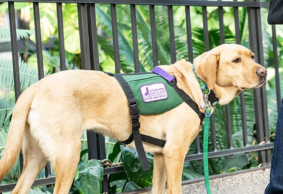 Retriever-Diabetes-Alert-Dog