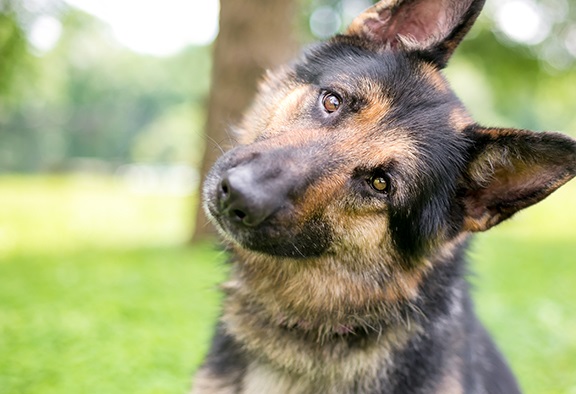 Diabetic Service Alert Dogs: Everything You Need To Know