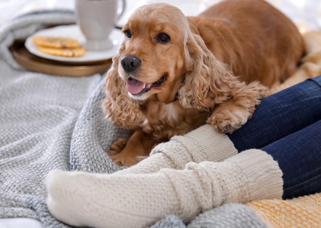 socks and spaniels