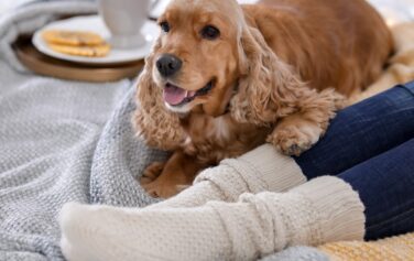 socks and spaniels
